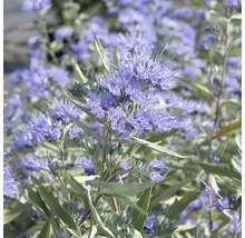 Detailansicht einer Blaublüte mit grünen Blättern.