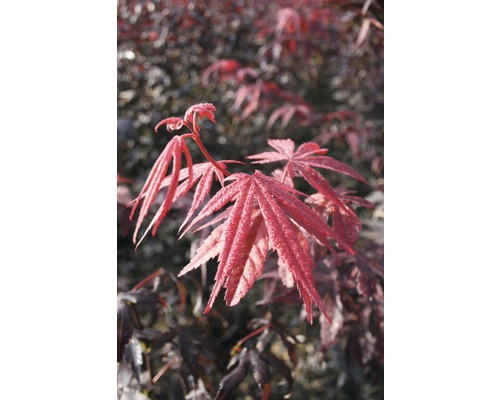 Roter Fächerahorn FloraSelf Acer palmatum 'Bloodgood' H 40-60 cm Co 4 L
