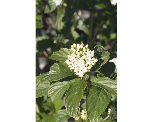Seidiger Hartriegel FloraSelf Cornus stolonifera 'Flaviramea' H 50-60 cm Co 4 L Blütenstand eines Hartriegelstrauchs mit Blättern