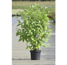 Hartriegel im Topf für den Garten