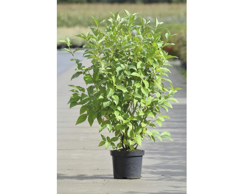 Hartriegel im Topf für den Garten