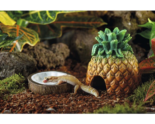 Szene mit Gecko, Ananasversteck und Futternapf im Terrarium