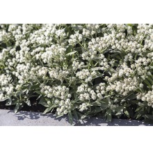Immortelle Pflanze mit weißen Blüten