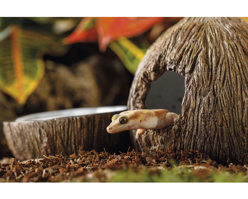 Leopardgecko im Reptilienheim mit Kokosnusshaus und Wassernapf