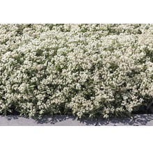Silberimmortelle Pflanze im Gartenbeet