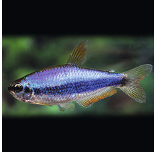 Neon Tetra Fisch für Aquarien