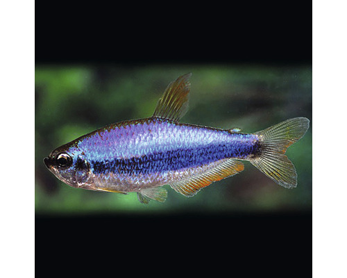 Neon Tetra Fisch für Aquarien