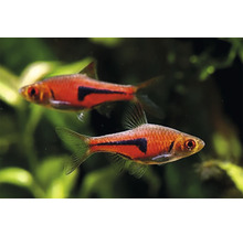 Zwei Purpurkopfbarben im Aquarium