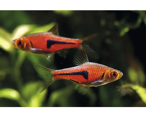Zwei Purpurkopfbarben im Aquarium