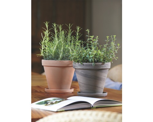 Zwei Kräutertöpfe mit Untersetzern auf einem Tisch, begleitet von einem aufgeschlagenen Buch.