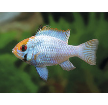Blauer Schmetterlingsbuntbarsch Fisch