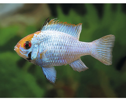 Blauer Schmetterlingsbuntbarsch Fisch