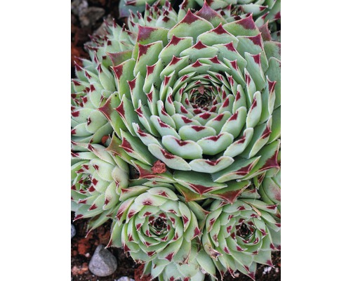 Sempervivum-Hybr. FloraSelf H 5-10 cm Co 0,8 L