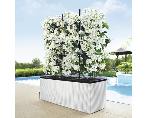 Balkonkasten mit Rankhilfe und weißer Bepflanzung neben Pool