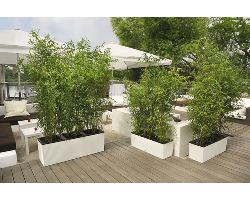 Drei Pflanzkästen mit Bambus auf einer Terrasse