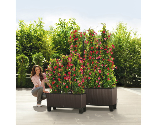 Zwei Pflanzkästen aus Kunststoff mit Kletterpflanzen und einer Frau im Garten.