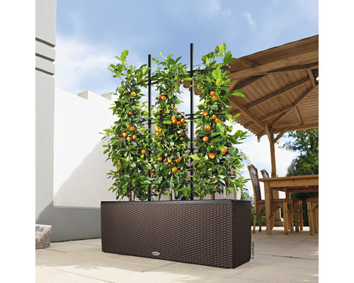 Pflanzkasten mit Rankhilfe und Zitruspflanze im Außenbereich