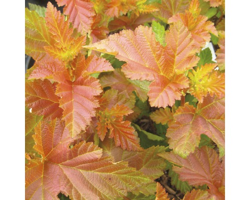 Blasenspiere FloraSelf Physocarpus opulifolius 'Amber Jubilee' H 50-60 cm Co 4 L Nahaufnahme von kupferfarbenem Blasenspiere-Laub