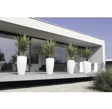 Szene mit Pflanzen in Pflanzgefäßen vor einem modernen Gebäude