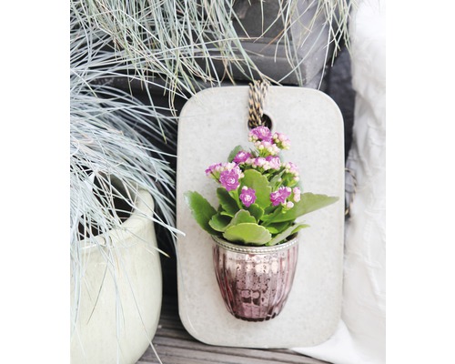 Kalanchoe in Wandhalterung mit Aufhängeschnur