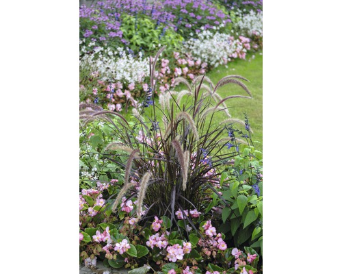 Rotes Lampenputzergras FloraSelf Pennisetum advena 'Summer Samba' H 10-20 cm Ø 14 cm Topf