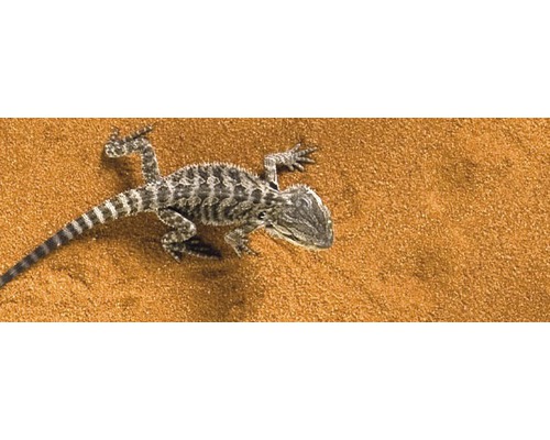 Bartagame auf Sand