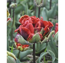 Rote gefüllte Tulpe im Gartenbeet