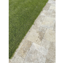 FLAIRSTONE Travertin Randstein Roma getrommelt 60 cm x 6 cm x 15 cm