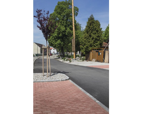 Dorfstraße mit Pflastersteinen, Bäumen und Maibaum