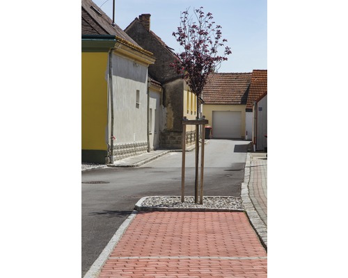 Ansicht einer Straße mit einem jungen Baum auf einem gepflasterten Bereich umgeben von Wohnhäusern