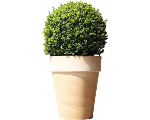 Kugelbuchsbaum im Topf