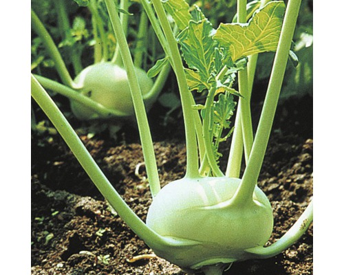 Bio Kohlrabi weiß FloraSelf Floralie Gärtnern mit Kids 6-er Tasse