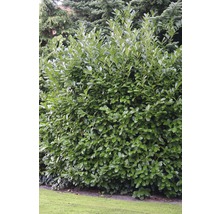 Immergrüne Lorbeerkirsche als Hecke im Garten.