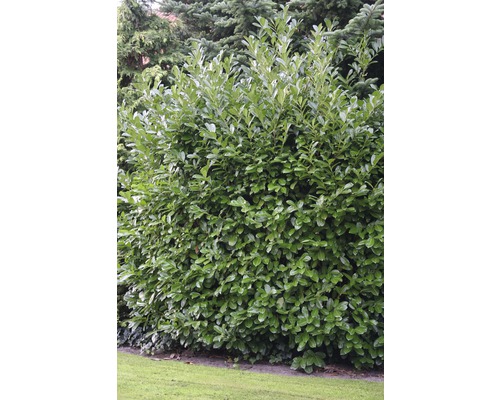 Immergrüne Lorbeerkirsche als Hecke im Garten.