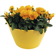 Gelbe Hornveilchen im Pflanzgefäß