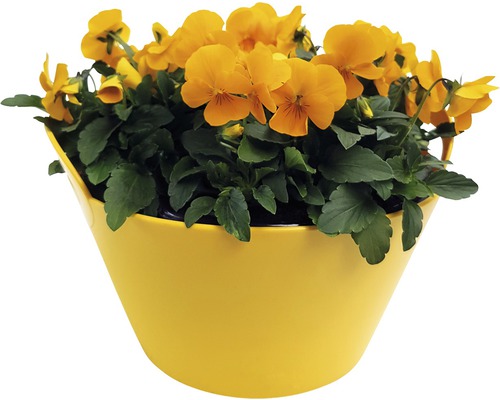 Gelbe Hornveilchen im Pflanzgefäß