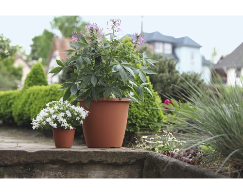 Zwei Pflanzen in Töpfen im Garten.