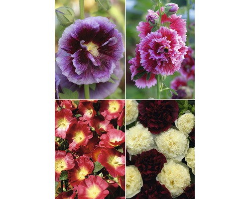 Verschiedenfarbige Stockrosen in Nahaufnahme