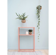 Zimmer mit Regal, Topfpflanzen und Hängepflanze