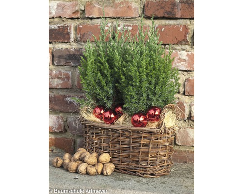 Weidenkorb mit Koniferen, Weihnachtskugeln und Walnüssen vor einer Ziegelwand