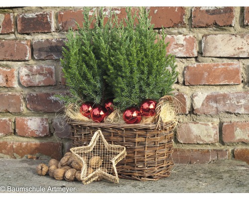 Dekoration mit Konifere im Korb, Weihnachtskugeln, Stern und Nüssen
