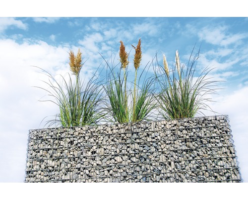 Gabionenwand mit Ziergras vor blauem Himmel