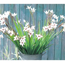 Sparaxis-Blumen in einem Metalleimer