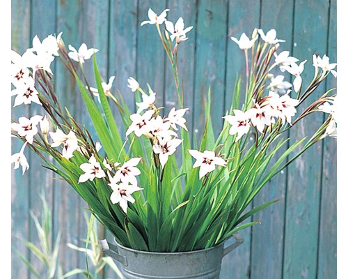 Sparaxis-Blumen in einem Metalleimer