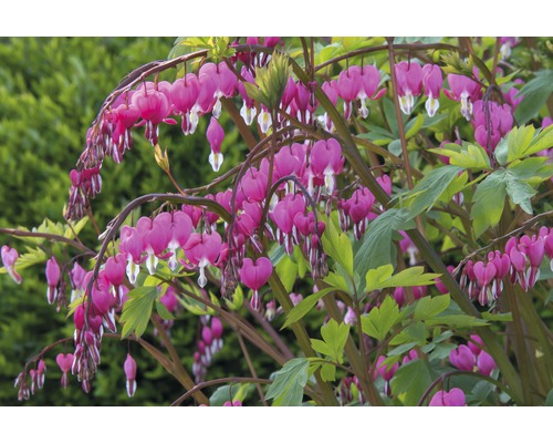 Tränendes Herz Pflanze mit herzförmigen Blüten