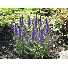 Blühende Veronica-Pflanze im Gartenbeet