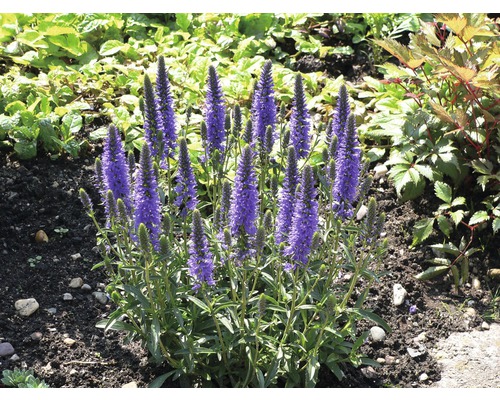 Ehrenpreis FloraSelf Veronica spicata Co 3 L