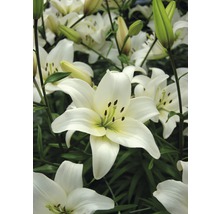 Nahaufnahme von weißen Lilienblüten