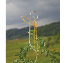Tomatenstütze mit Tomatenpflanze im Garten