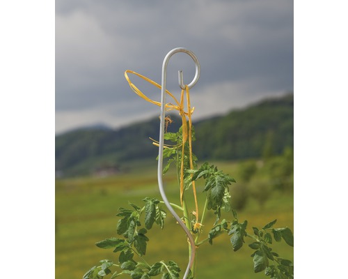 Tomatenstütze mit Tomatenpflanze im Garten